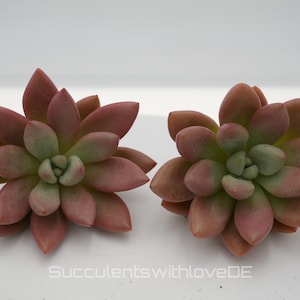 Könnte beinhalten: Zwei Sukkulenten mit fleischigen, blütenblattartigen Blättern. Die Blätter wechseln von einem zarten Grün in der Mitte zu einer pudrigen Rosafarbe an den Spitzen. Die Pflanzen sind nebeneinander vor einem weißen Hintergrund angeordnet. Der Text "SucculentswithloveDE" ist sichtbar.