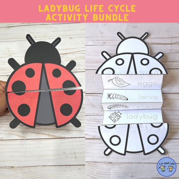 Ladybug Life Cycle- Insect Life cycle- Life Cycle of a Ladybug