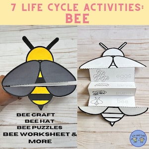 Bee Life Cycle- Insect Life Cycle- Life Cycle of a Bee