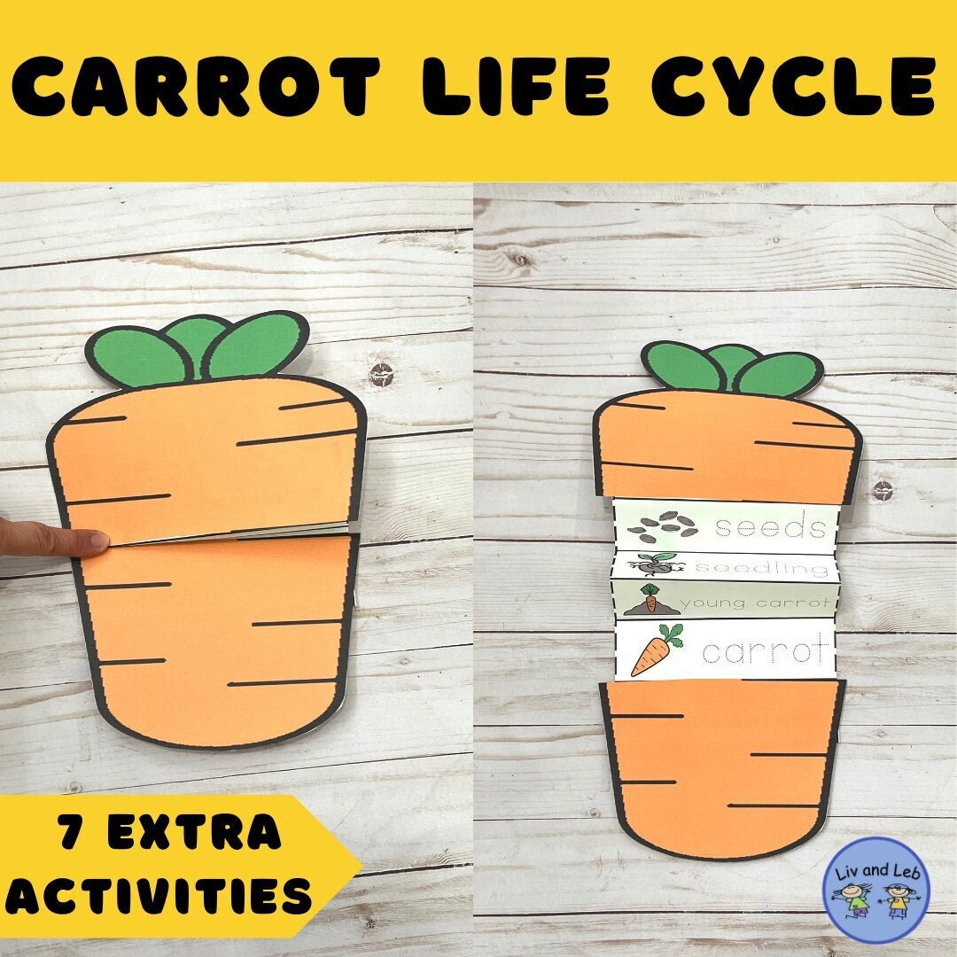 Life Cycle of Carrot Craft Etsy