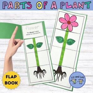 Könnte beinhalten: Lehrreiches Klappbuch mit dem Titel "Teile einer Pflanze". Das Buch zeigt Illustrationen einer Blume mit einer rosa Blüte, einem grünen Stiel, Blättern und Wurzeln. Der Text lautet "Blume" und "Die Blume bildet Samen für neue Pflanzen."