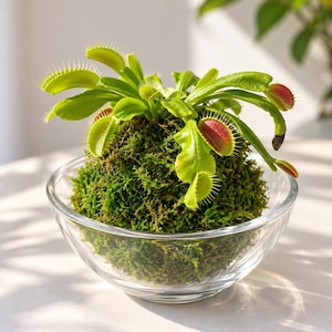 May include: A Venus flytrap plant with bright green leaves and reddish-pink interior traps, growing from a dense, spherical moss ball. The plant is contained within a clear, circular glass bowl, showcasing the vibrant textures of the moss.