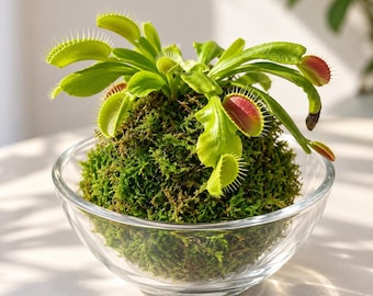 Kokedama Venus Fly Trap