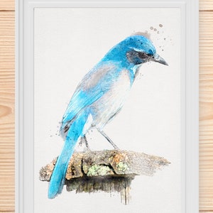 CALIFORNIA SCRUB JAY Painting, Watercolor 8x10 Digital Print, Vertical Watercolor Print, 8x10 Wall Art Download, Watercolor Bird Printables