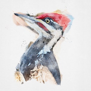 WOODPECKER Watercolor Art, Pileated Woodpecker Watercolor, Woodpecker Watercolor, Woodpecker Painting, Woodpecker Art, Watercolor Woodpecker