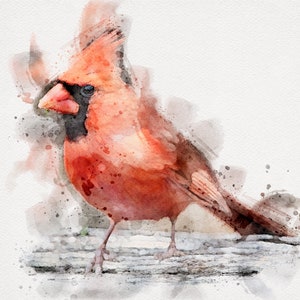CARDINAL Watercolor Original, Cardinal Painting, Cardinal Digital Print, Horizontal Bird Art, Cardinal Bird Art, Bird Prints Cute Bird Print