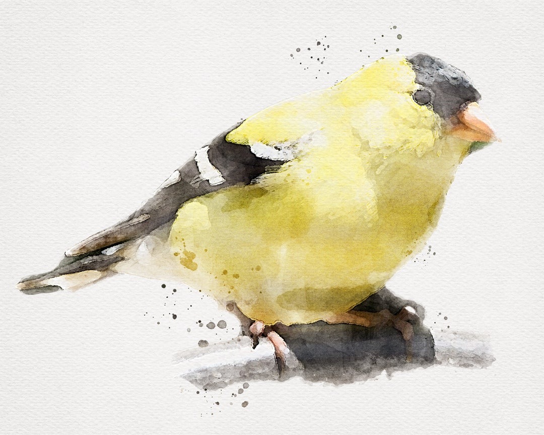 GOLDFINCH Painting, Goldfinch Watercolor, Gold Finch Watercolor