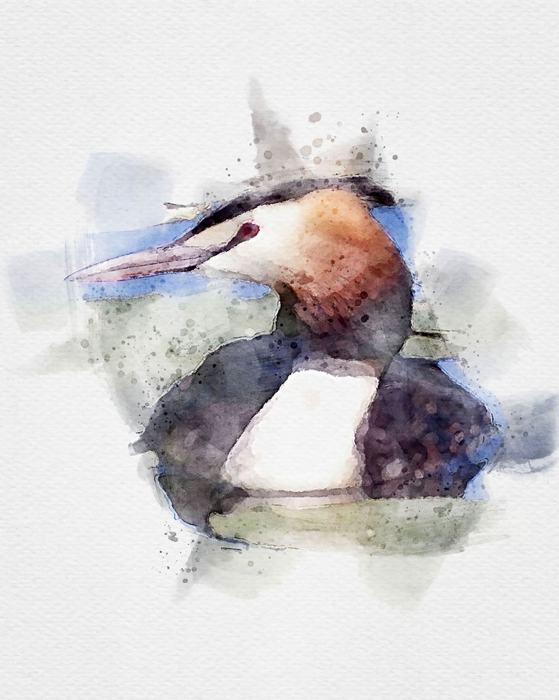 Puteketeke Watercolor Art, Puteketeke Painting, Crested Greb Watercolor ...