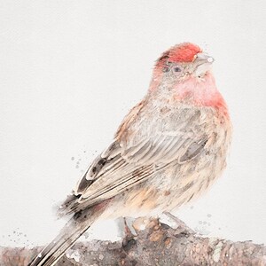 RED FINCH Watercolor Painting, Finch Art, Printable Bird Prints, Watercolor Bird Prints, Finch Art, Finch Print, Bird Watercolor Painting,