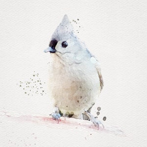 TUFTED TITMOUSE Watercolor, Cute Bird Painting, Printable Bird Print, Watercolor Bird Prints, Titmouse Painting, Watercolor Bird Download
