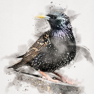EUROPEAN STARLING Print, Starling Bird, Starling Art, Bird Painting Watercolour Watercolor Bird Art, Watercolor Bird Prints 8 x 10