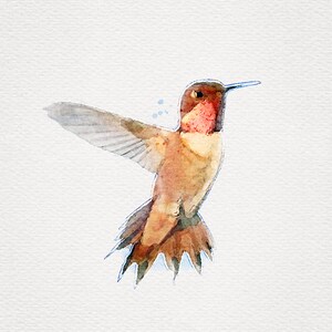 Rufous Hummingbird, Hummingbird Watercolor Original, Hummingbird Wall Art, Humming Bird Wall Art, Watercolor Hummingbird Painting, 8x10 Wall