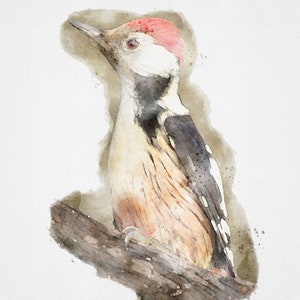 Downy Woodpecker Watercolor Art, Woodpecker Watercolor Art, Downy Woodpecker, Woodpecker Watercolor, Woodpecker Watercolor, Woodpecker