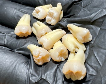 Real Human Teeth - Sterilized