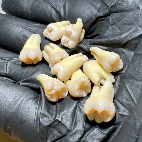 Real Human Teeth - Sterilized