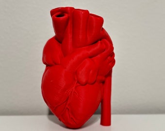 Anatomical Hearts - Zenwaro