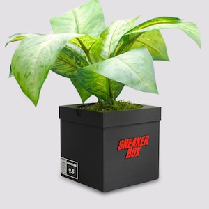 May include: A black square planter with the words "SNEAKER BOX" in red letters. The planter is filled with green moss and a leafy green plant.