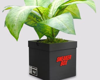 May include: A black square planter with the words "SNEAKER BOX" in red letters. The planter is filled with green moss and a leafy green plant.