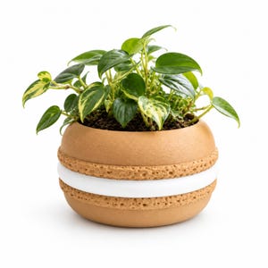 May include: A round, tan planter shaped like a macaron with a textured surface and a smooth white center band. The planter holds a small, leafy green plant with variegated leaves featuring shades of dark green and light yellow-green accents.