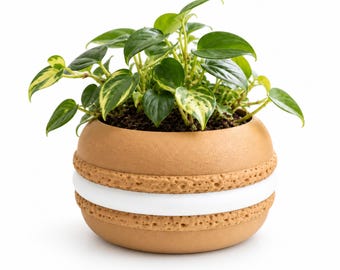 May include: A round, tan planter shaped like a macaron with a textured surface and a smooth white center band. The planter holds a small, leafy green plant with variegated leaves featuring shades of dark green and light yellow-green accents.