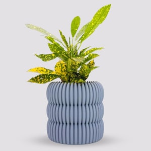 May include: A blue ceramic planter with a textured, ribbed design. A green and yellow plant with speckled leaves is growing in the planter.