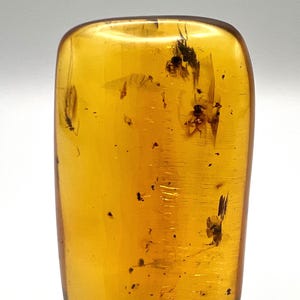 Stingless Bees, Mayfly & Spider: Chiapas Amber Inclusion