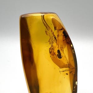 Two Beetles – Amber Inclusion – Chiapas/Mexican Amber – 100% Genuine – 15-23 Million Years Old - Miocene