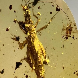 May include: A close-up of a piece of amber with a preserved insect. The insect is a golden-brown color and is encased in the translucent amber. There are other small particles and insects in the amber.