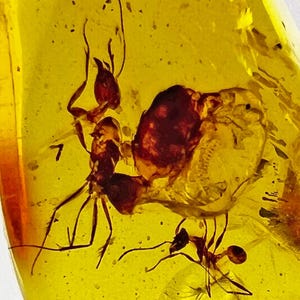 Two Ants – Amber Inclusion – Chiapas/Mexican Amber – 100% Genuine – 15-23 Million Years Old - Miocene