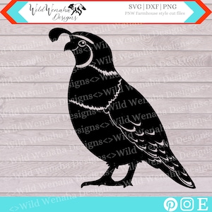 Quail Clipart- SVG - PNG - DXF - California Quail - Clipart - Quail Design -Cute- Instant Download