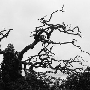 Spooky Creepy Tree - Loug Gur, Ireland - Wall Art BW -  Spooky Fine Art
