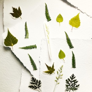 15 stickers vraies fleurs pressées