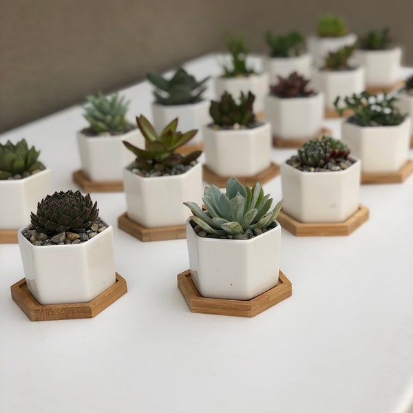 Live succulent in mini hexagon shaped ceramic pot with bamboo tray