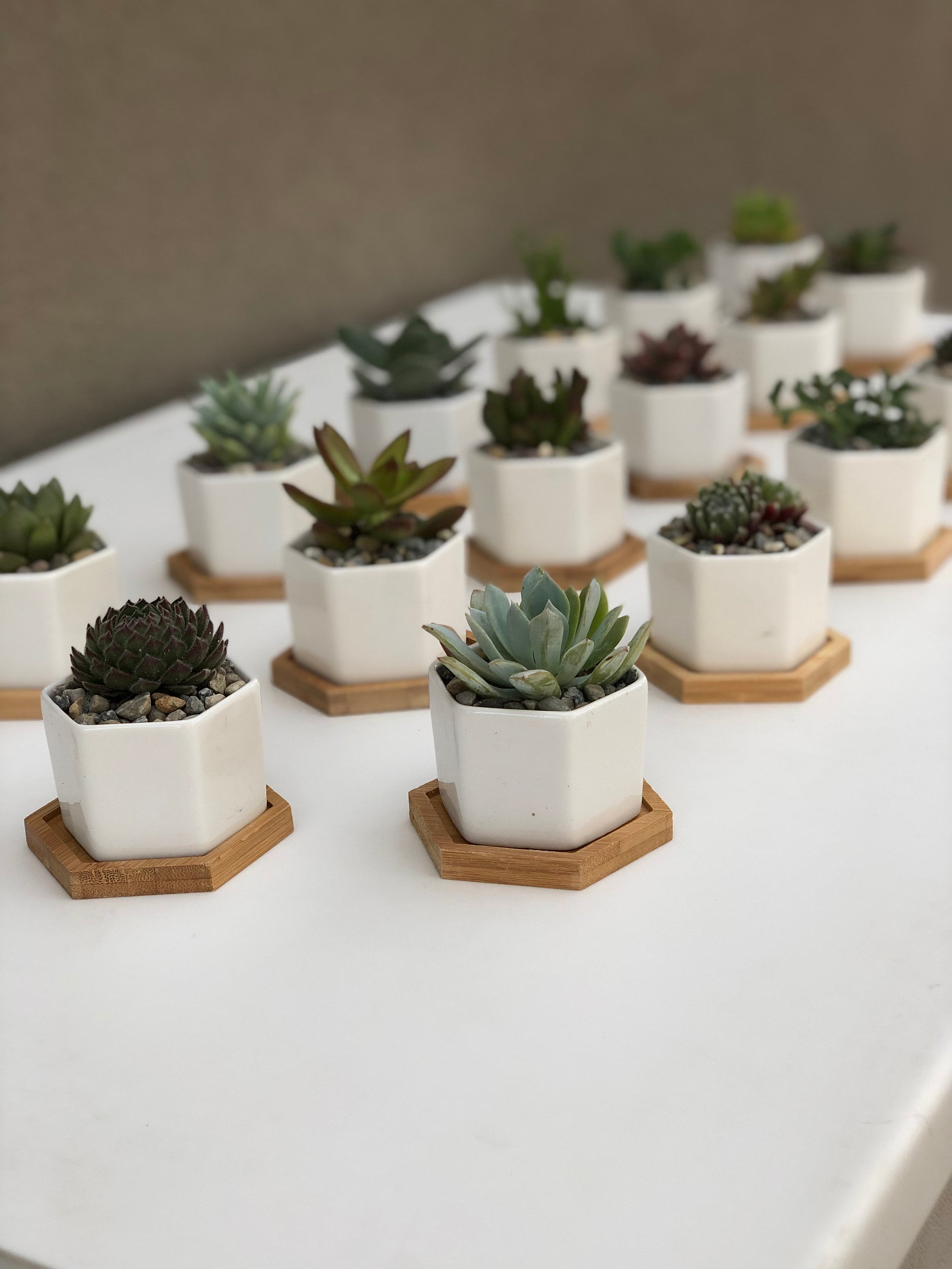 2 Inch Colorful Set of 6 Succulent Planter Great for Wedding Favors GLOWLITHOPS Mini Succulent Pot Yellow Blue Series 6 Color Small Cactus Containers for Windowsill Desktop Mini Garden 