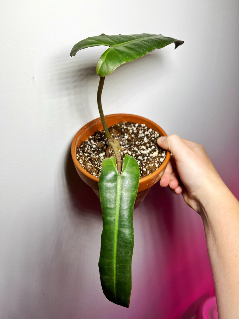 Philodendron Billietiae Black Fully Rooted - Etsy
