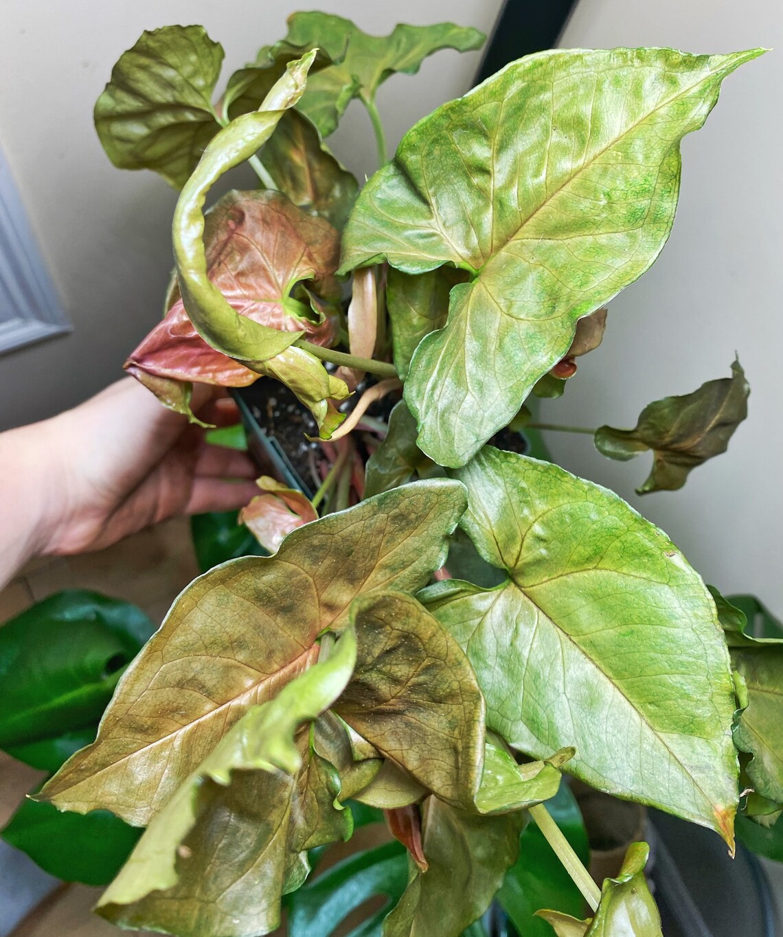 Syngonium Maria allusion arrowhead plant 4 Etsy