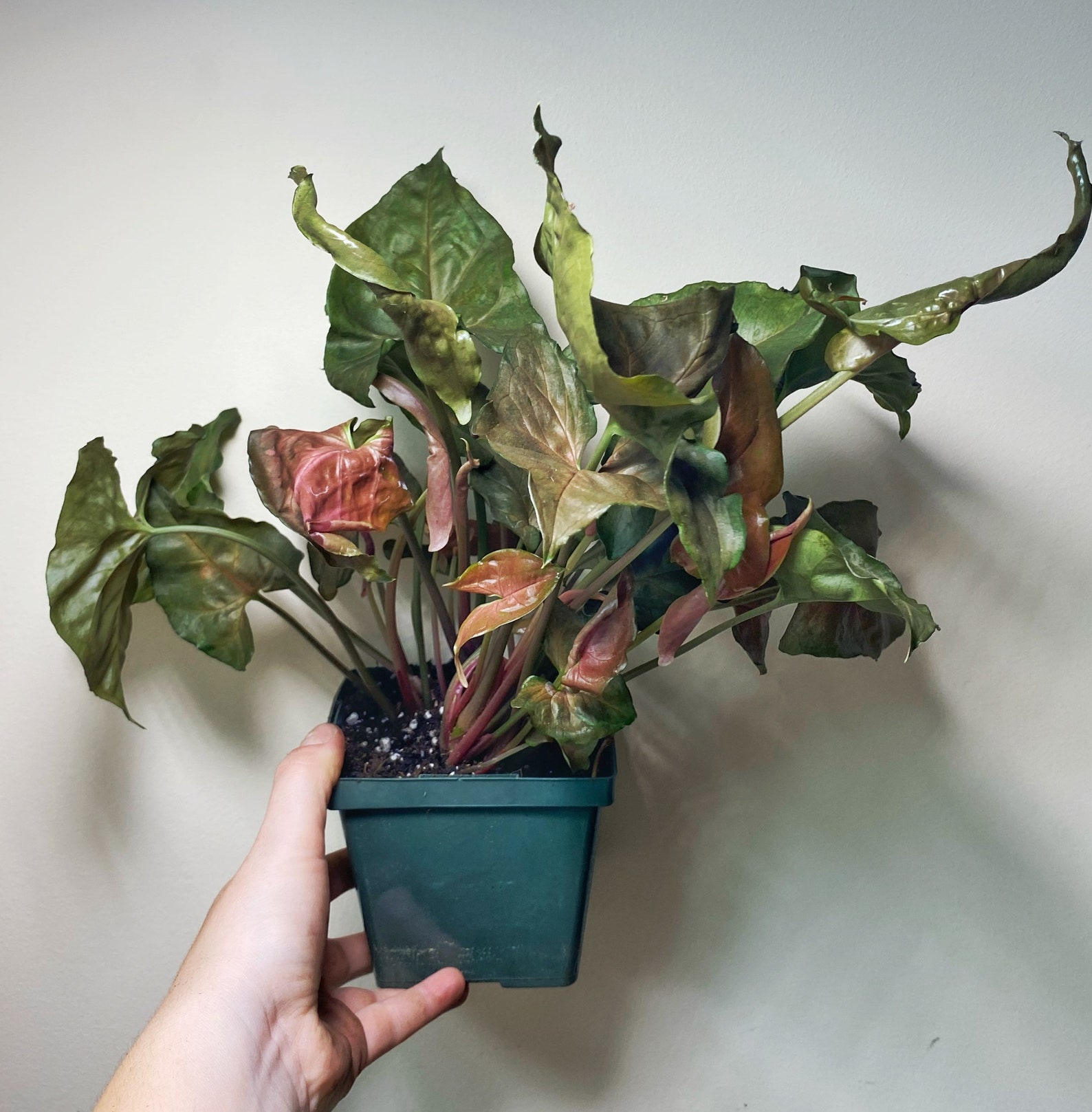 Syngonium Maria allusion arrowhead plant 4 Etsy