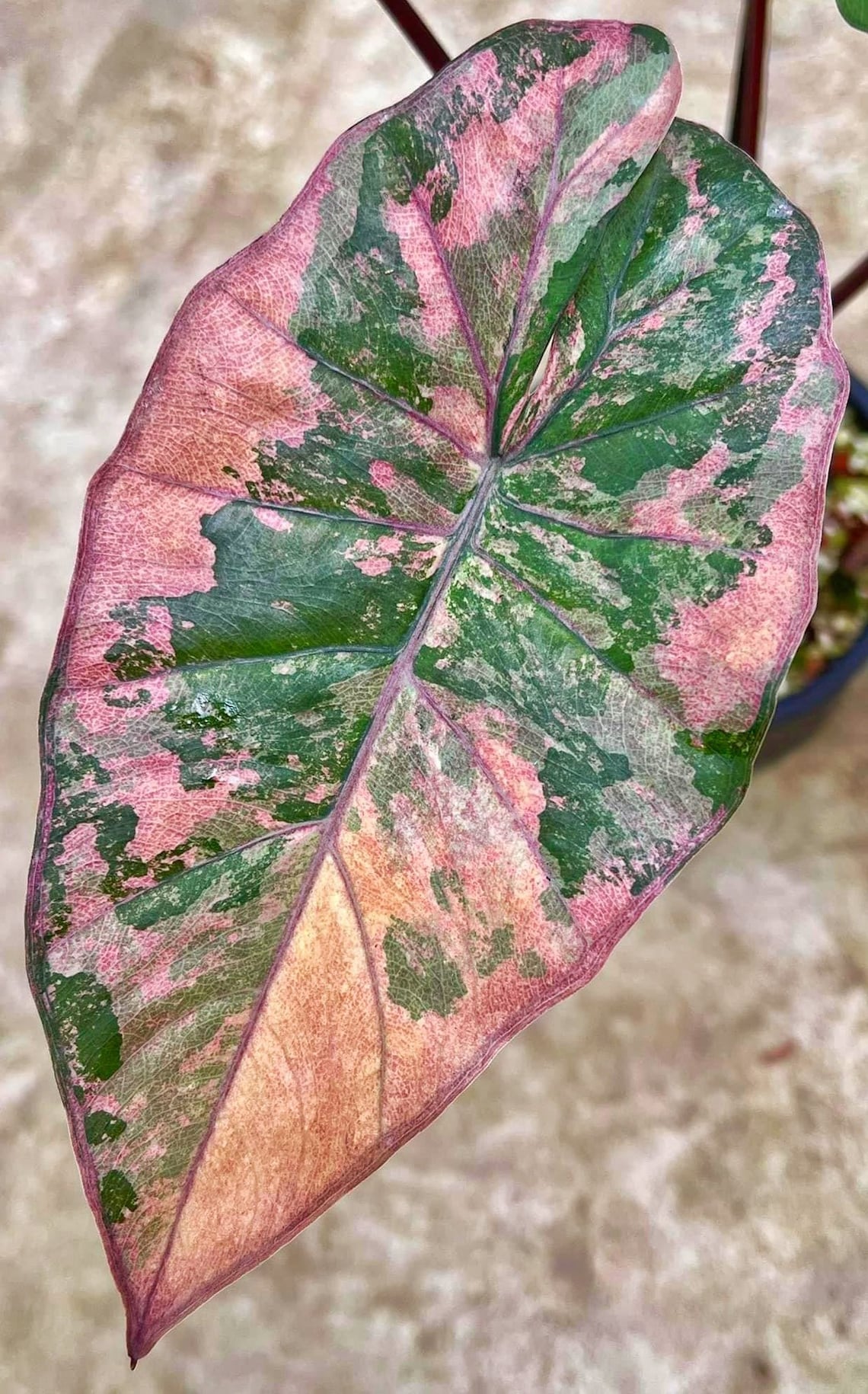 Variegated Alocasia Yucatán Princess CORMS Rare and Etsy