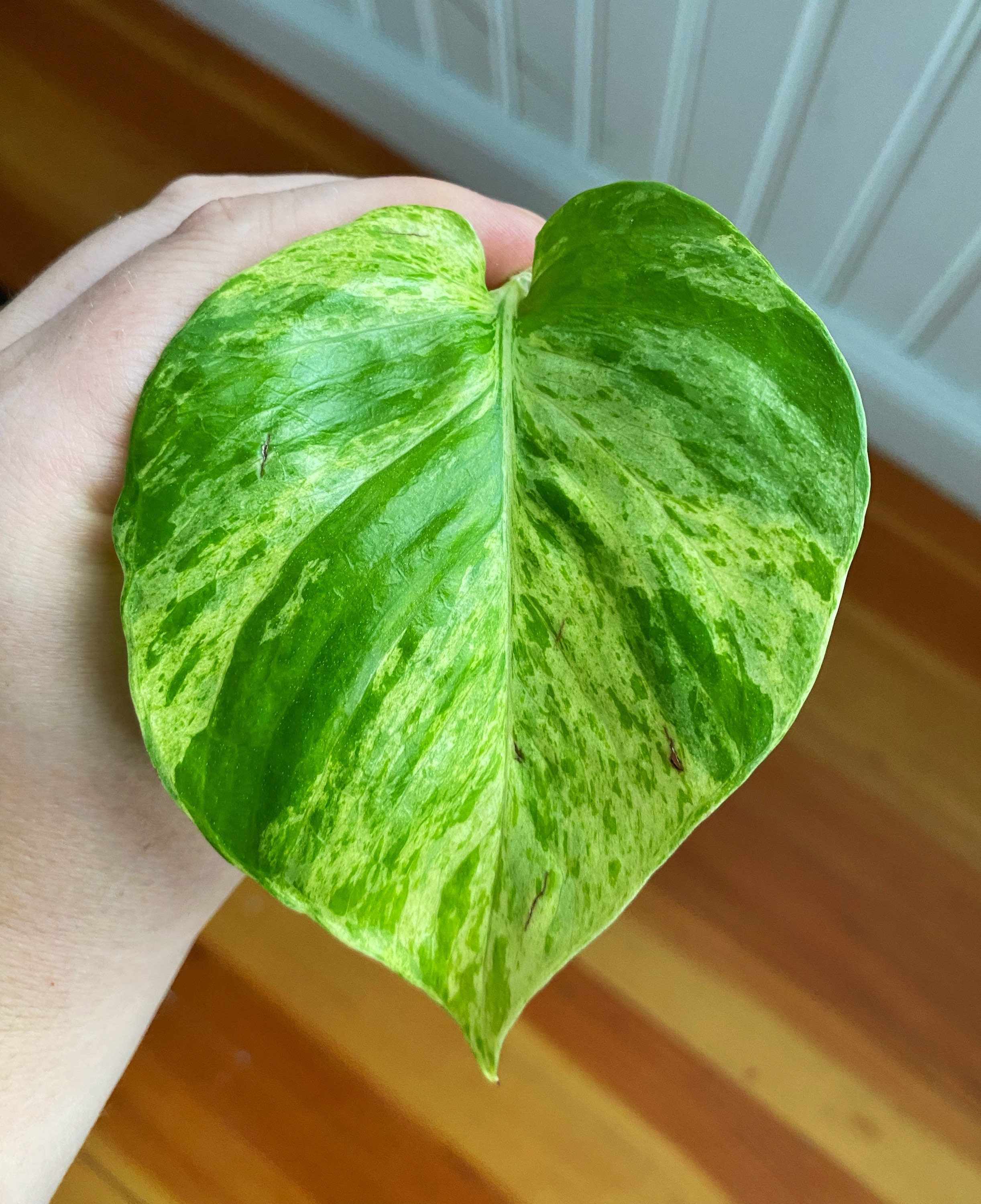 Heart Leaf Philodendron Variegated