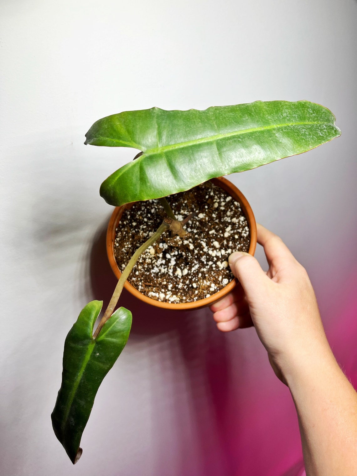 Philodendron Billietiae Black Fully Rooted - Etsy