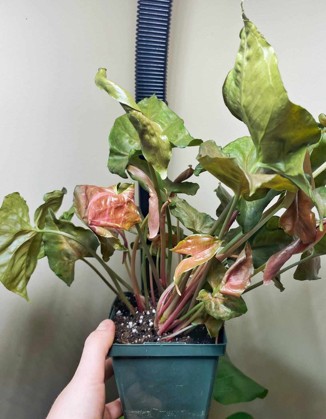 Syngonium Maria allusion arrowhead plant 4 Etsy