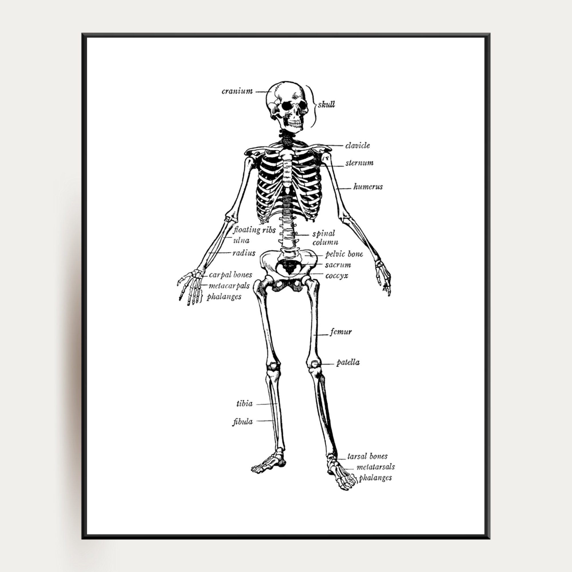 SKELETON WITH LABELS Skeleton Art Print Biology Science | Etsy