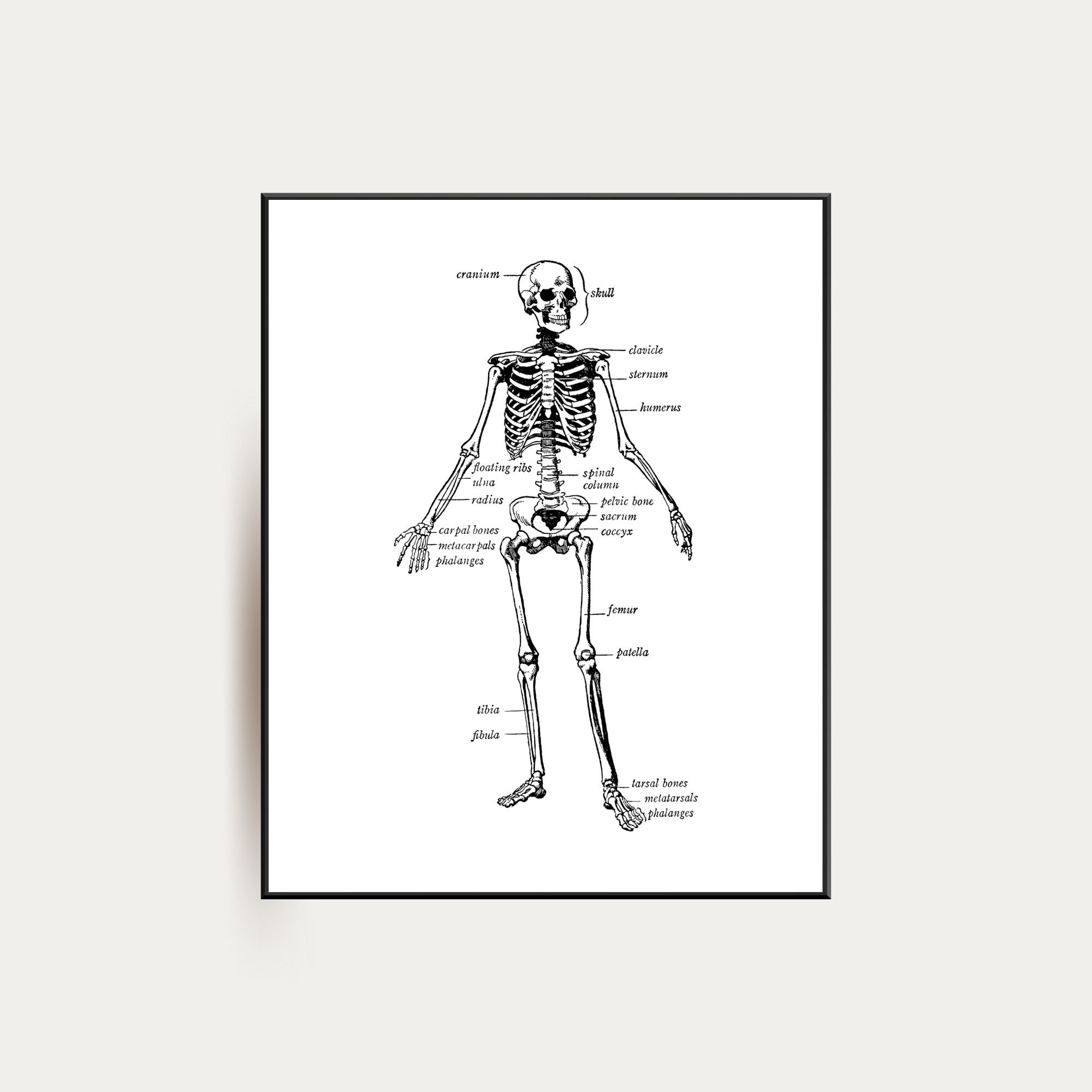 Skeleton with blank labels