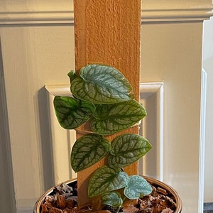 Personalized Cedar Plank for Shingling Plants like Rhaphidophora Crypantha Monstera Dubia Marcgravia Rectiflora Trellis Laser Engraved