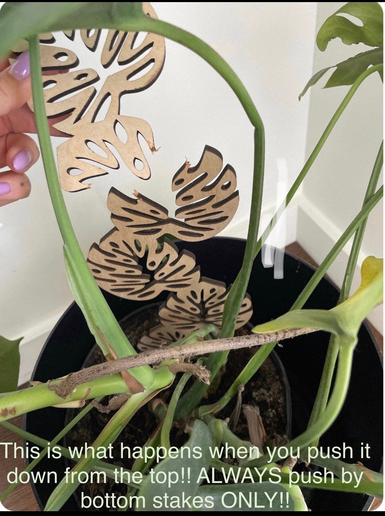 Monstera Leaf Plant Stake Trellis for Climbing Plants Etsy