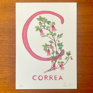 Può includere: Un'illustrazione ad acquerello rosa della lettera C con un ramo di fiori di Correa. Il testo "CORREA" è stampato sotto l'illustrazione. Il numero "1/25" è stampato nell'angolo in basso a sinistra.