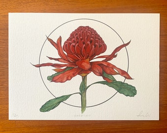 Waratah, 2022 Giclée Print