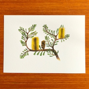 May include: A watercolour painting of a branch of a yellow wattle tree with green leaves. The wattle flowers are yellow and fluffy, and the leaves are a vibrant green.