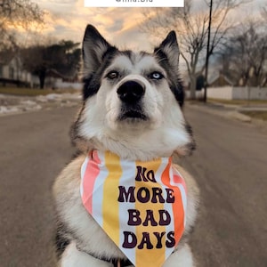 May include: A black and white husky dog wearing a colorful bandana with the text "No More Bad Days". The bandana has yellow, orange, and pink stripes.
