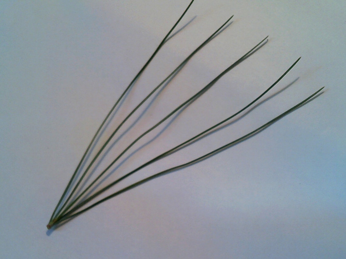 FRESH PICKED Eastern White Pine Needles 4 oz Premium Grade Etsy